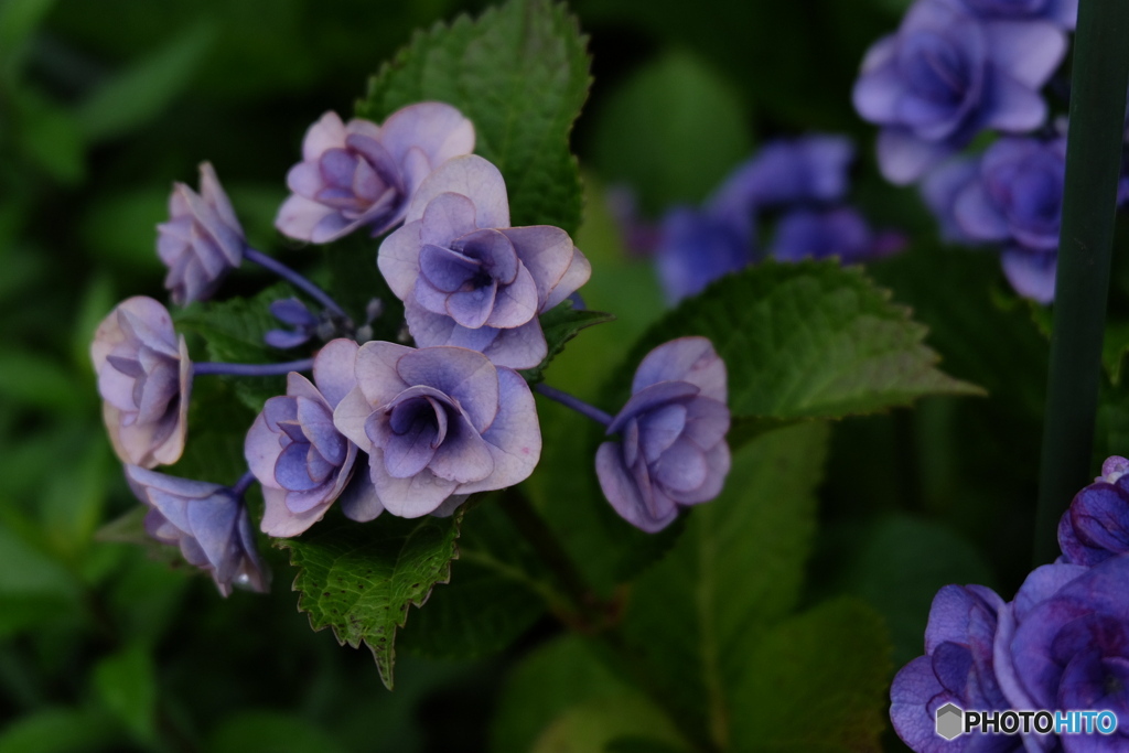 お写ん歩6 紫陽花