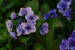お写ん歩6 紫陽花