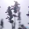 ラベンダー