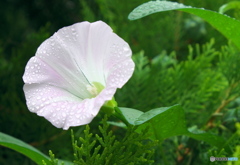「雨上がり」