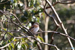 野鳥撮影