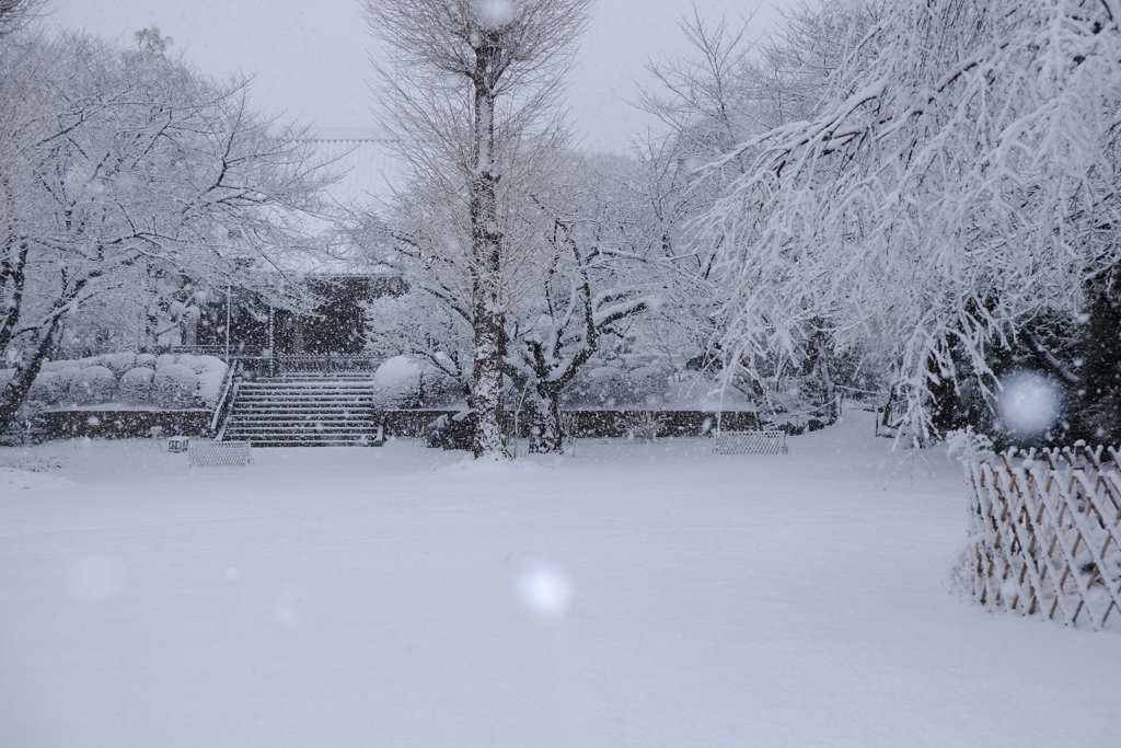 雪舞う