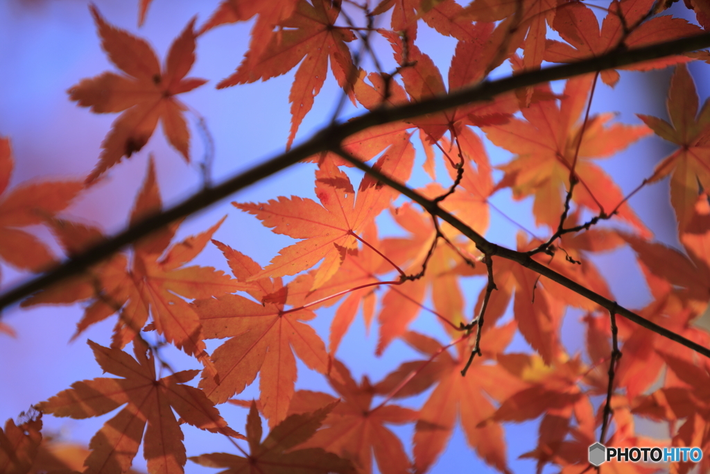 紅葉