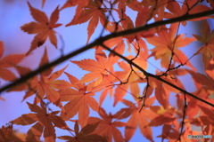 紅葉