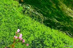 「水辺に」