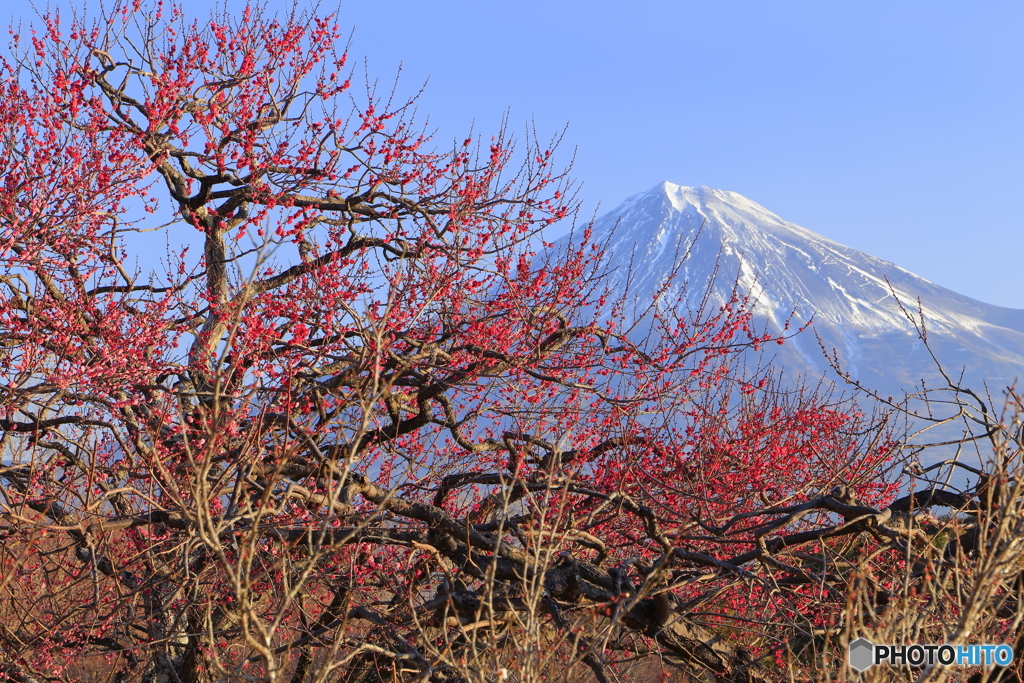 紅梅と富士