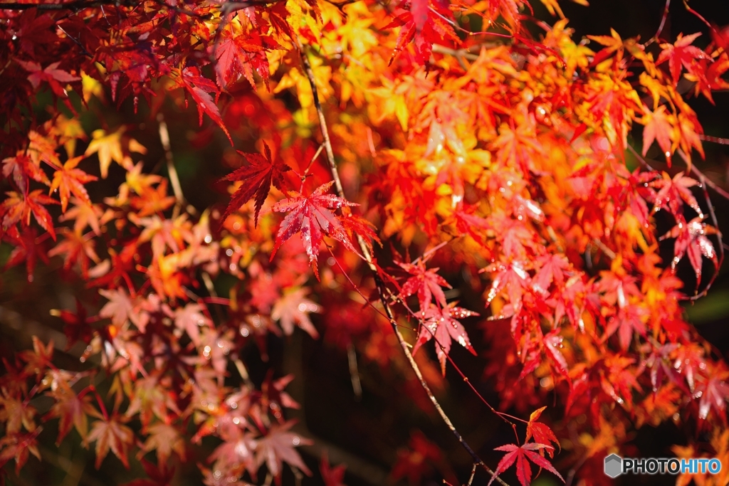 「紅葉」