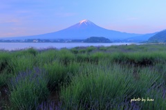 ラベンダー