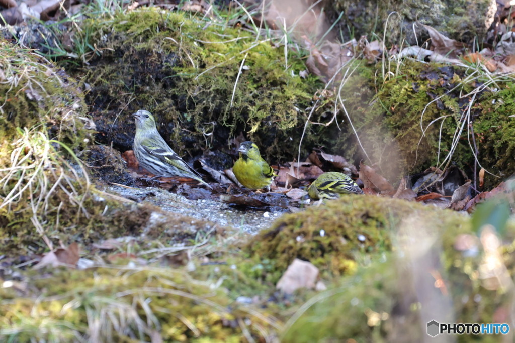 野鳥撮影