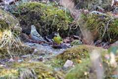 野鳥撮影