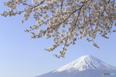 「春～富士～」
