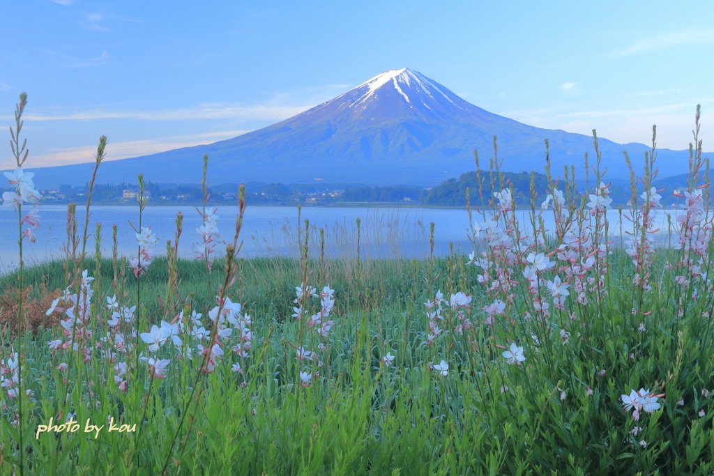 花畑