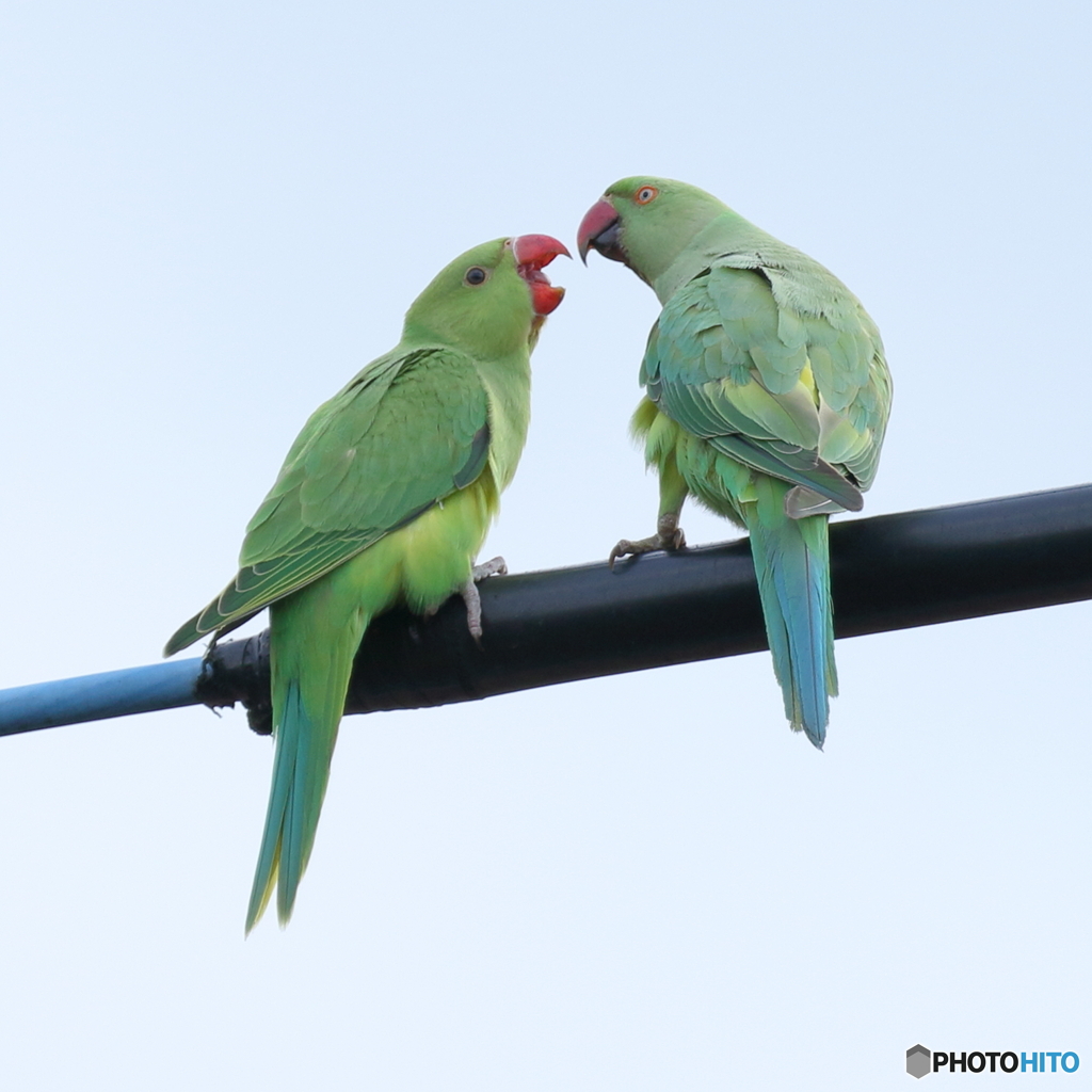 ワカケホウセイインコ