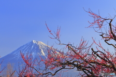 紅梅と富士