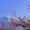 紅梅と富士