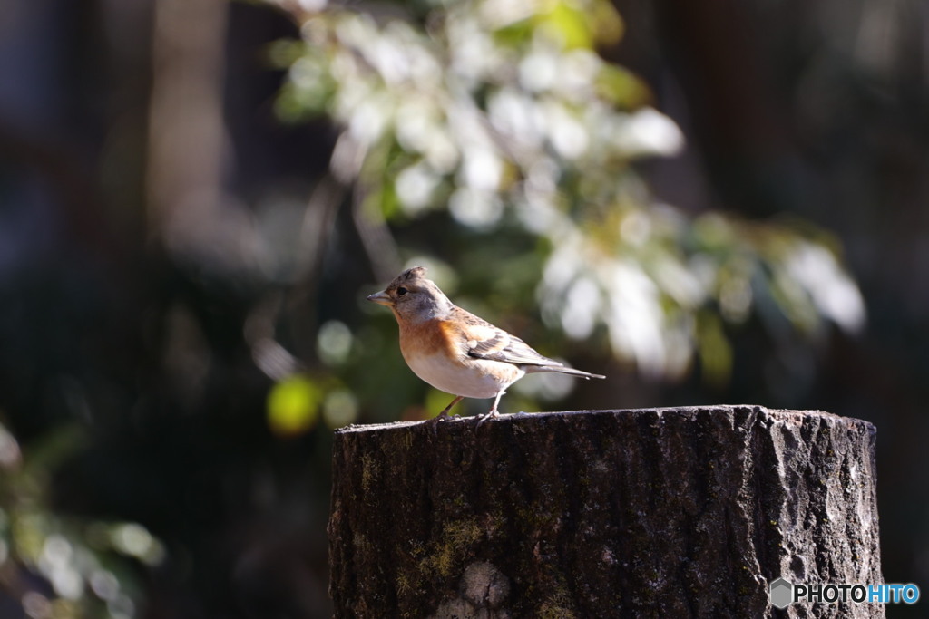 野鳥撮影