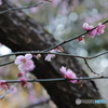 「春うらら」