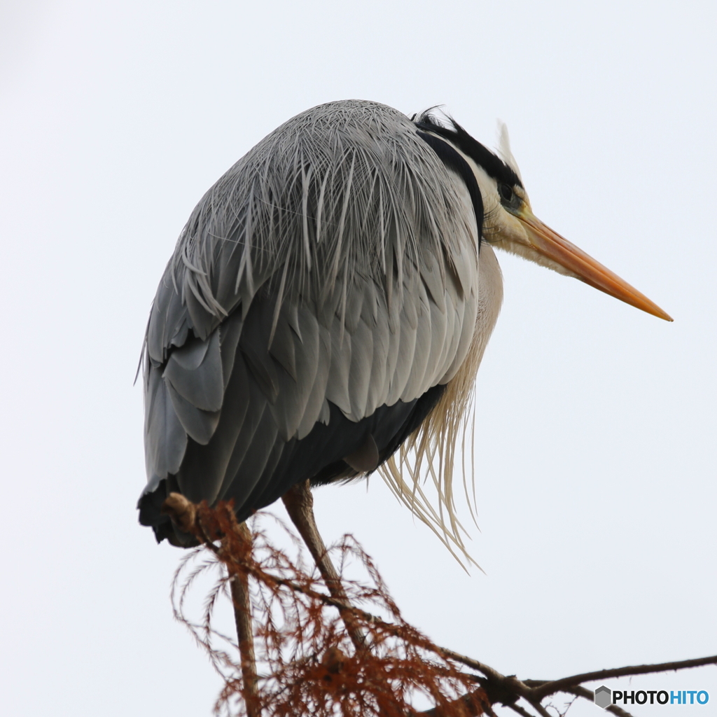 野鳥撮影