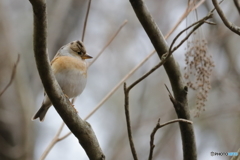 野鳥