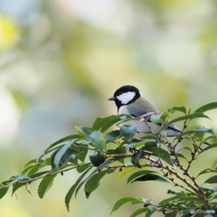 シジュウカラ