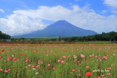 夏を迎えて