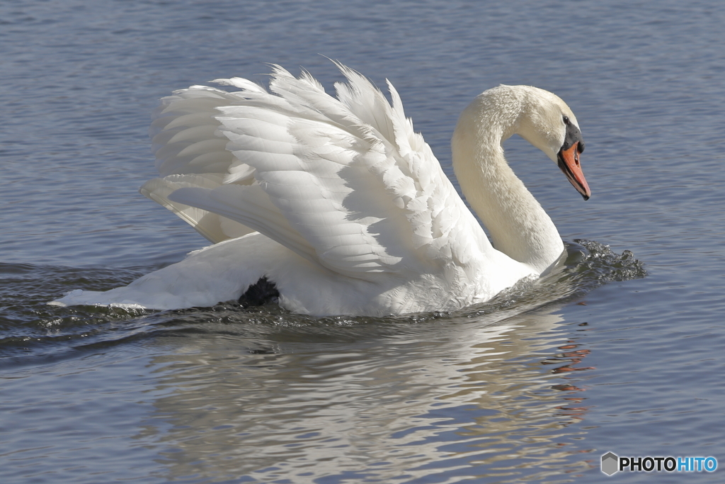 白鳥の湖 by 水無月の夢 （ID：8429964） 写真共有サイトPHOTOHITO