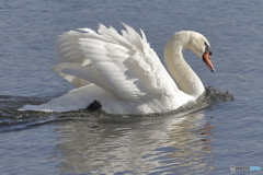 白鳥の湖