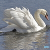 白鳥の湖