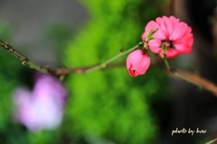 蕾