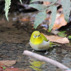 野鳥撮影