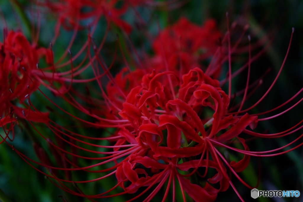 彼岸花