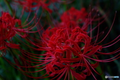 彼岸花