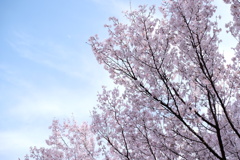 春日和