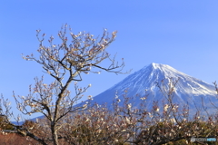 白梅と富士