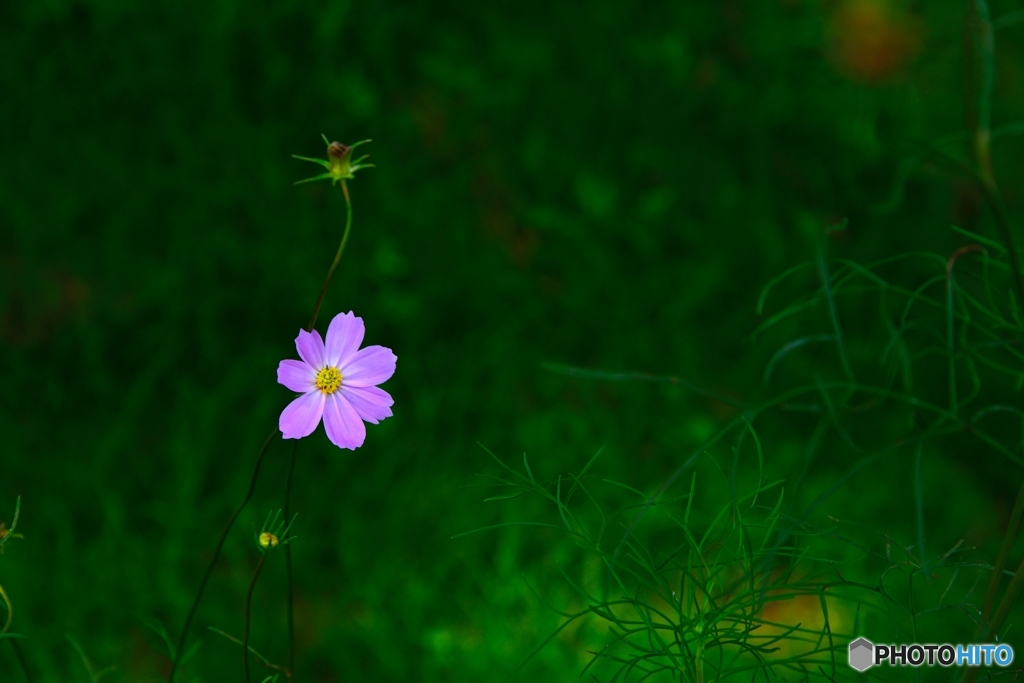 「秋桜」