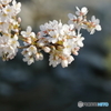 「川辺の春」