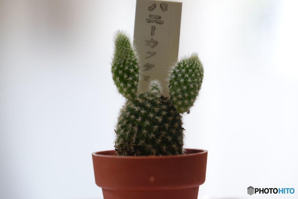トトロ？