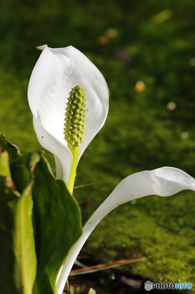 「初めての水芭蕉」