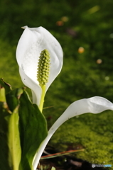 「初めての水芭蕉」