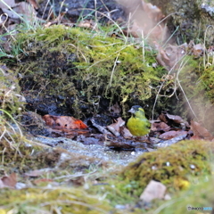 野鳥撮影