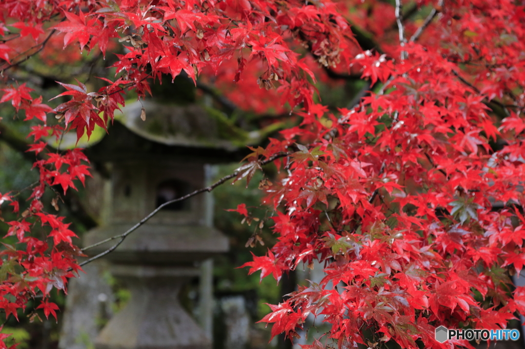 「紅葉に包まれ」