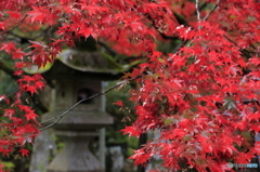 「紅葉に包まれ」