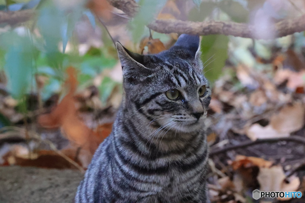 960mmの世界　野良猫