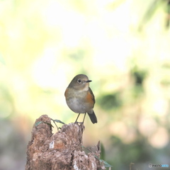 ルリビタキ♀