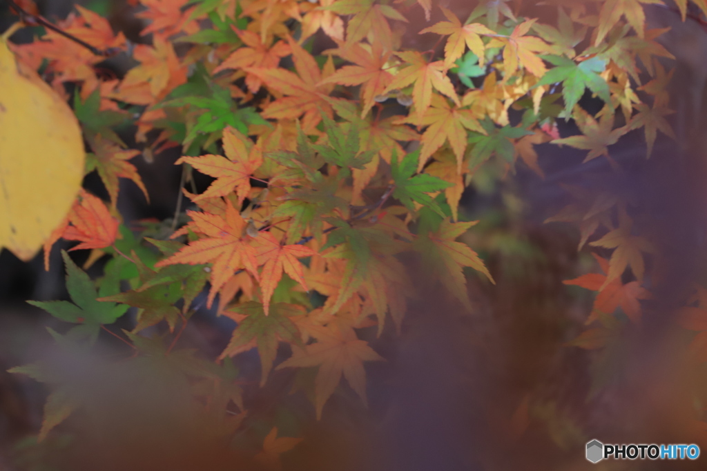 もみじ