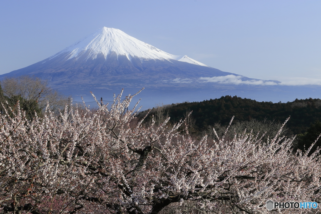 「白梅と」