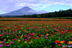 「花絨毯」