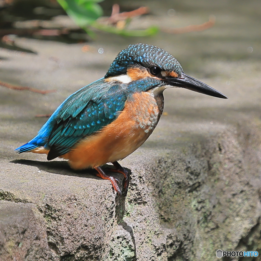 カワセミ♂