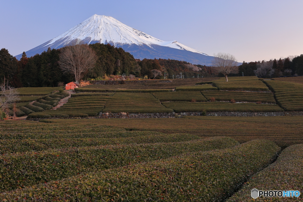茶畑の朝