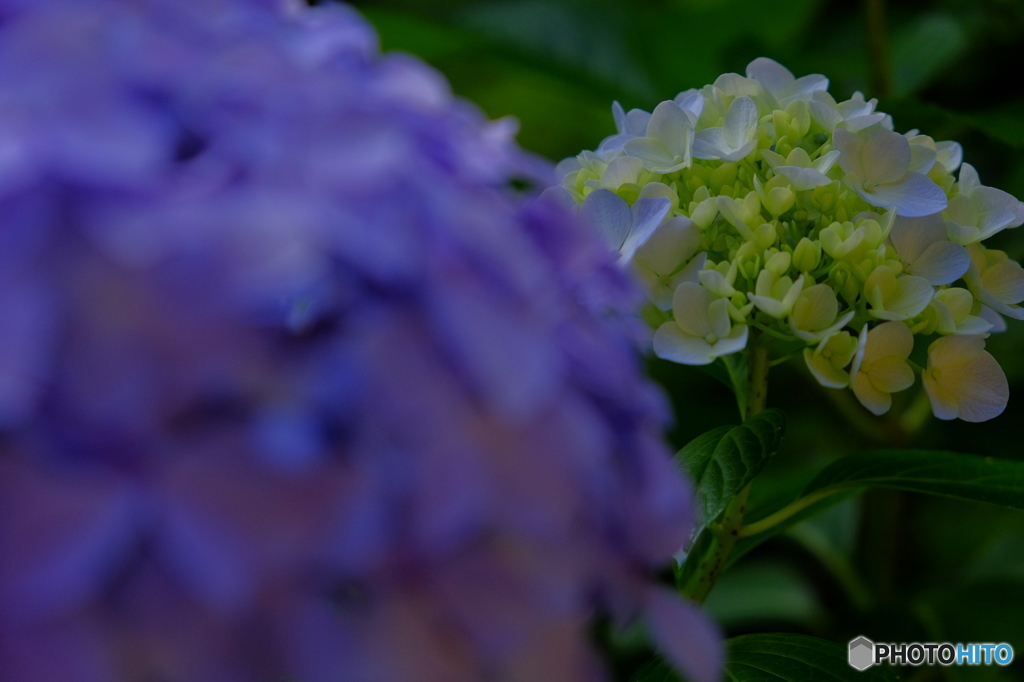 「紫陽花」